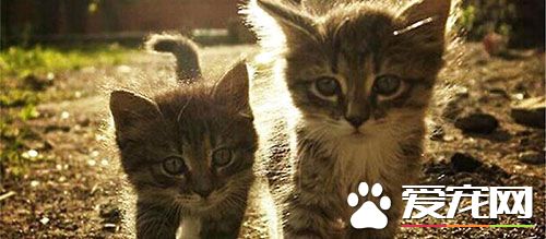 怎么让猫咪减肥 减少喂食量即可达到减肥效果