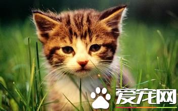 猫皮肤病有哪些种 跳蚤过敏性皮肤炎