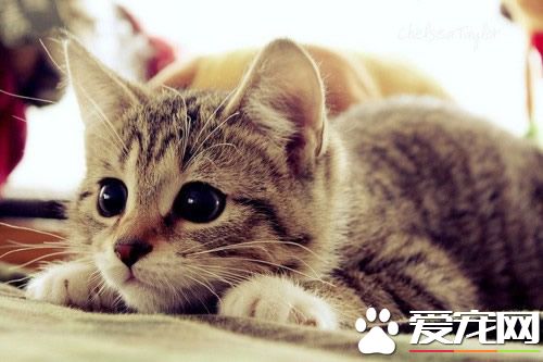 母猫怎么绝育 母猫绝育手术的最佳时间