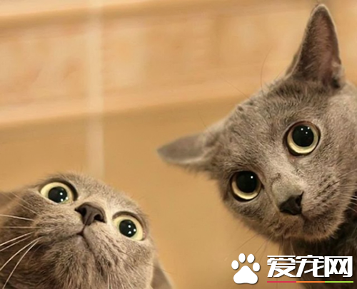 什么牌子幼猫猫粮好 八种最适合幼猫的猫粮