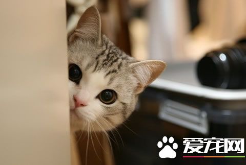 怎么帮猫洗澡 猫健康状态不佳时不宜洗澡