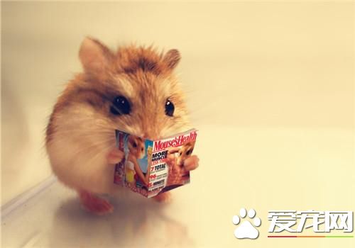 嘘！书中自由颜如玉！