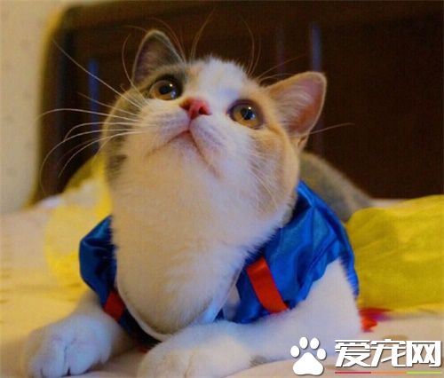 猫咪生病怎么办 不同病症的治疗方法不同