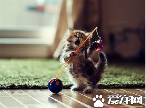 猫咪掉毛严重 找出掉毛的原因非常关键