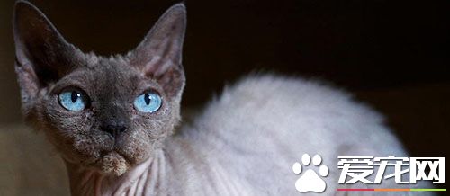 猫病防治与护理 流感是一种病毒性疾病