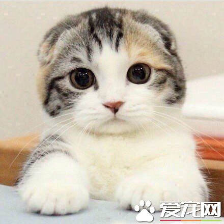 猫传染性鼻气管炎 猫传染性鼻气管炎症状