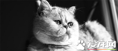 猫咪喂食方法 猫咪各阶段的喂养方法