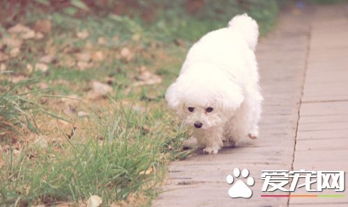 治疗细小最有效的方法 常见的症状是什么