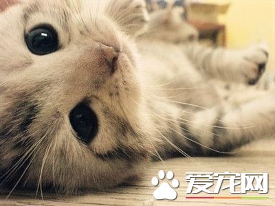 幼猫什么时候打疫苗 60日龄后能进行疫苗注射