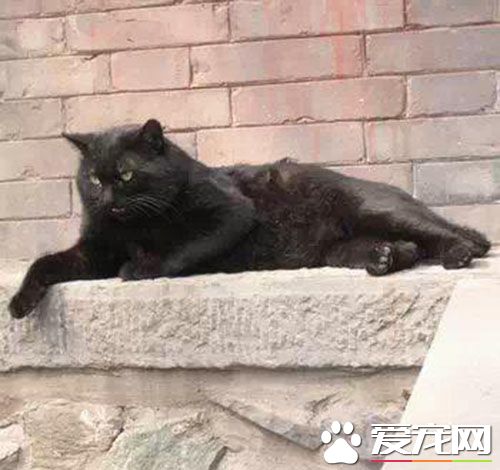 被猫咬了会怎样 用干净水冲洗局部伤口