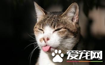 猫会得抑郁症吗 猫咪抑郁症的治疗方法