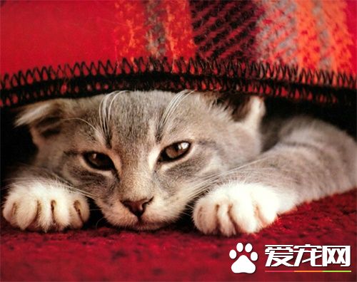 母猫难产怎么办 猫咪难产有哪些征兆