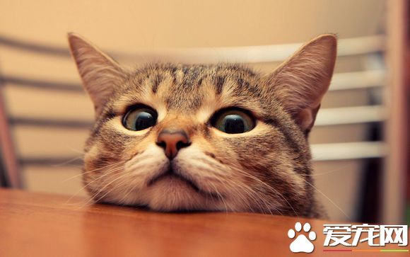 如何训练猫咪听话 温柔猫咪训练养成法