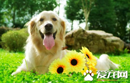 成犬会得细小吗 成犬细小的症状表现有哪些