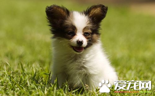 细小怎么传染 犬细小病毒的症状表现是什么