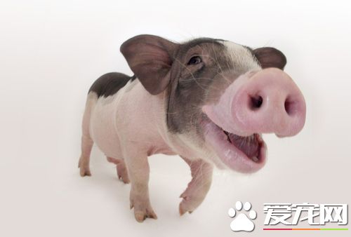 猪细小病毒病 猪细小病毒症状及传播途径