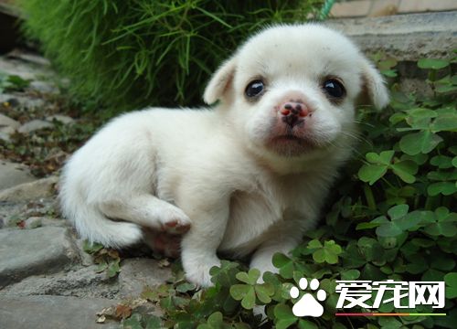 细小和犬瘟的区别 两者临床表现有哪些不同