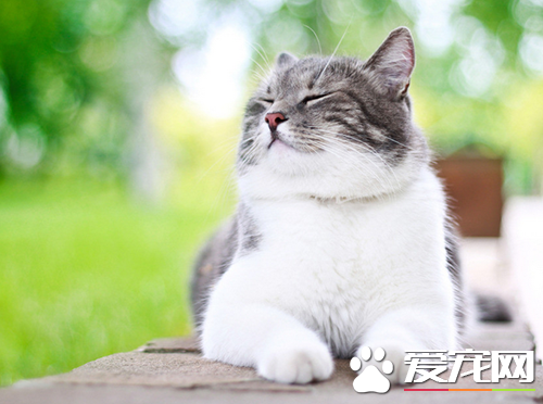 宠物猫的价格 不同地区宠物猫价格都不相同