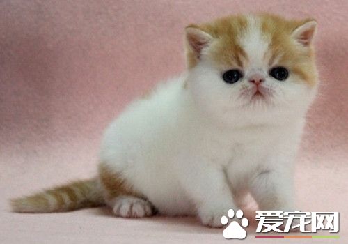 猫吃什么猫粮比较好 长期食用天然粮能够提高免疫力