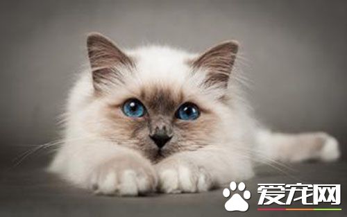 母猫一般多大发情 母猫发情一般几天