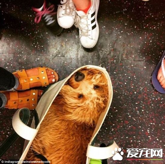 太有爱！美国纽约地铁上狗狗是被这样带上的！
