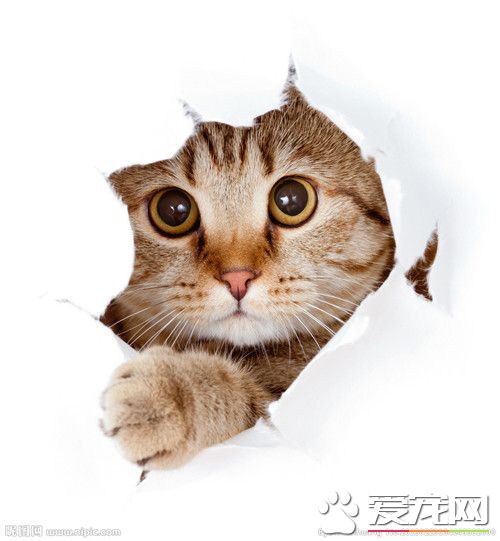 被猫咬了该怎么办 如何训练猫猫不咬人