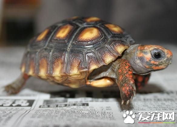 红腿陆龟饲养 红腿陆龟饲养需要注意的事项