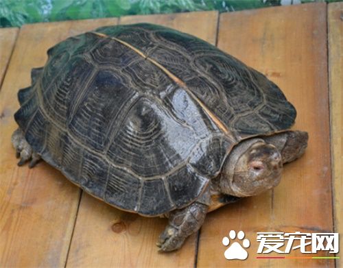 亚洲巨龟的价格 亚洲巨龟购入的几种攻略