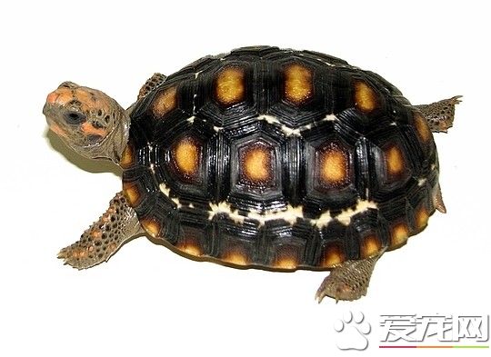 红腿陆龟龟粮 油麦菜是幼体龟的可口食物