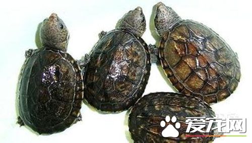 麝香龟的种类 麝香龟的种类一共有七种