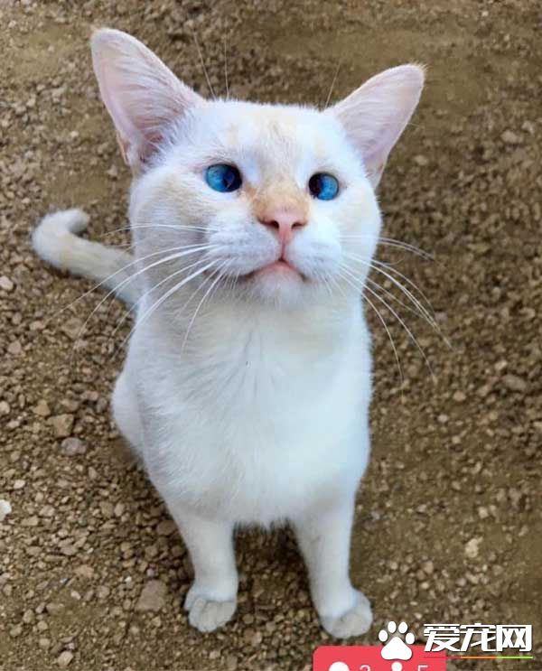 猫咪被网友晒照 发现受伤及时送医院救助