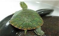 西部锦龟买回来后一直不潜水 西部锦龟人工养殖