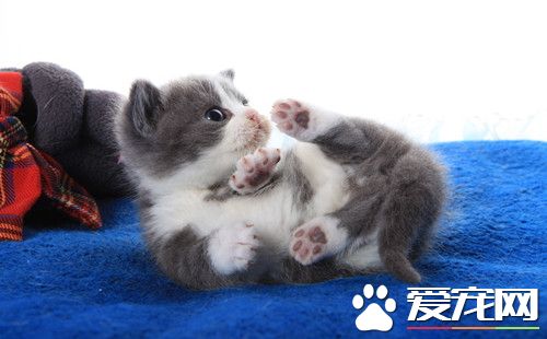 猫肠胃炎的症状 猫肠胃炎发病原因及治疗方法