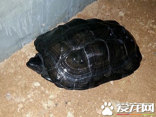 黑颈乌龟价格 黑颈乌龟价格暴涨原因