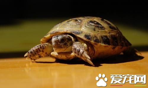 黑颈乌龟哪里有卖 黑颈乌龟很普通价格很低