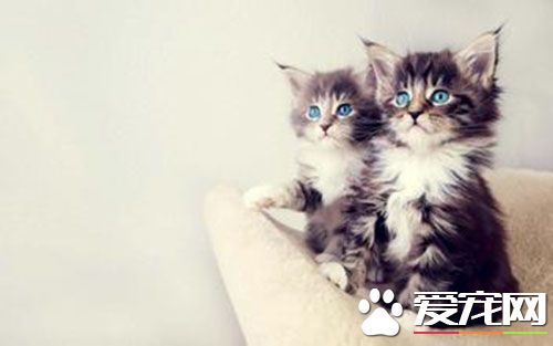 猫不爱发情怎么办 母猫不发情能怀孕吗