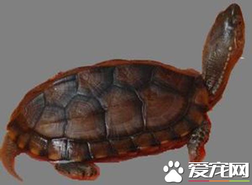 麝香龟寿命 麝香龟的寿命在15年到25年左右