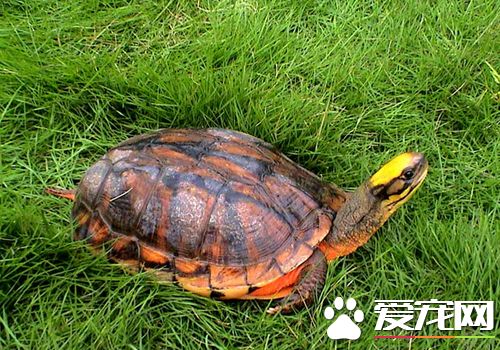 金钱龟是什么龟 金钱龟和石金钱龟的区别在哪