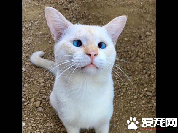 猫咪被网友晒照 发现受伤及时送医院救助