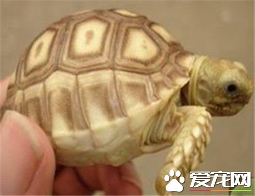 苏卡达象龟是否国家级保护野生动物 可以当宠物龟养