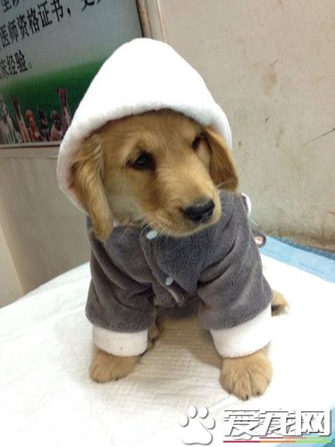 小狗得了细小病毒怎么办 狗细小病毒的预防