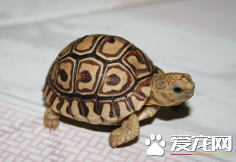 赫曼陆龟是保护动物吗 赫曼陆龟成为濒危物种