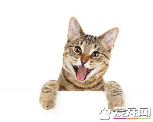 猫咬伤了怎么办 怎么避免被猫咪咬伤