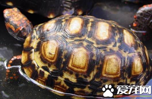 红腿陆龟爆白 爆白就是长出了白色的生长纹