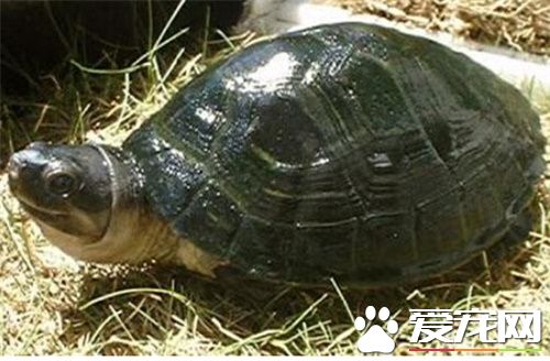 马来西亚巨龟价格 马来西亚巨龟价格并不昂贵