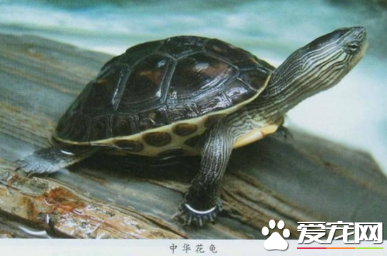 中华花龟常见病 中华花龟容易腐甲腐皮
