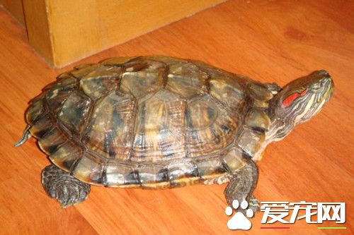 金钱龟病了怎么办 金钱龟得了营养性疾病