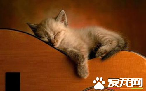 猫发情不吃饭怎么办 猫发情多长时间