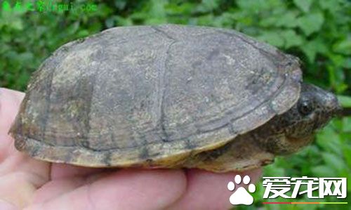 巨头麝香龟多少钱 巨头麝香龟需要600元左右