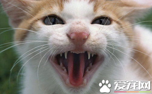 被猫咬到怎么办 被猫咬到的急救方法